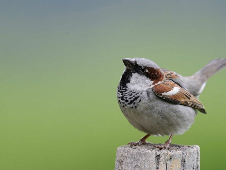 Photographie animalière
