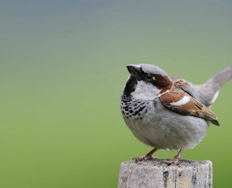 Photographie animalière