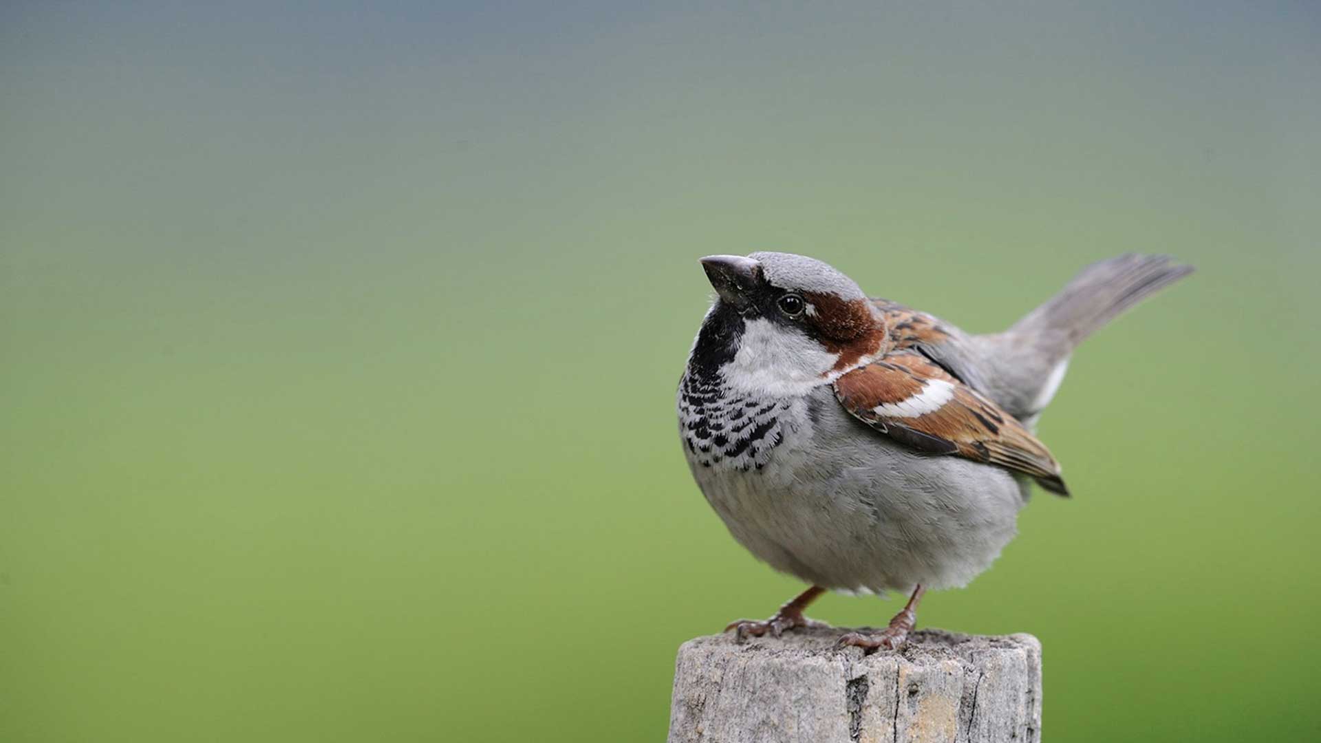 Photographie animalière